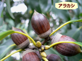 アラカシ