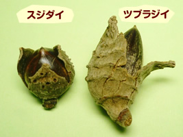 スジダイ・ツブラジイ