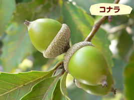 コナラ