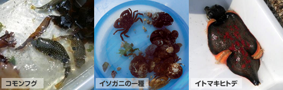 せんなん里海公園