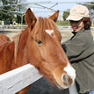 ホースセラピー - 人と馬がつくる、癒しの環